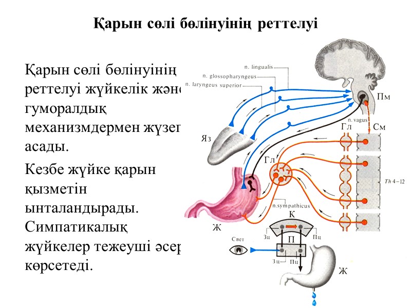 Қарын сөлі бөлінуінің реттелуі Қарын сөлі бөлінуінің реттелуі жүйкелік және гуморалдық механизмдермен жүзеге асады.